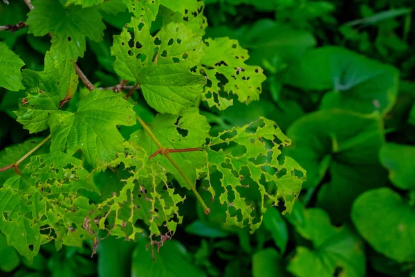 Blätter Von Pflanzen Die Durch Insektenschädlinge Und Ungünstige Umweltbedingungen Geschädigt — Stockfoto