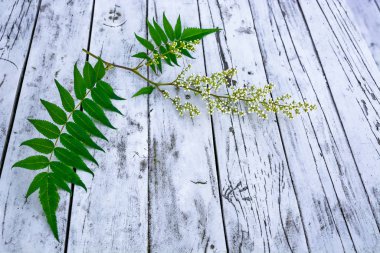 Açık ve unblown çiçek ve yeşil yaprakları ile alp aster bir dalı. Gevşek belirgin bir doku ile gri ahşap bir masa üzerinde yatarken. Bir arka plan görüntüsü olarak kullanılabilir.