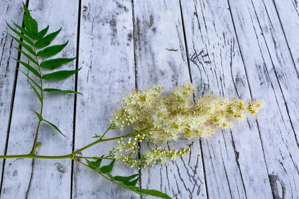 Branch Alpine Aster Open Unblown Flowers Green Leaves Loosely Lying — Stock Photo, Image