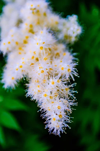 Konformad Blomställning Alpine Aster Små Vita Blommor Med Långa Ståndare — Stockfoto
