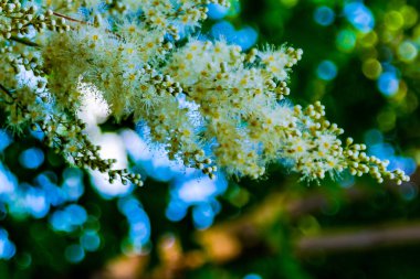 Alp aster koni şeklinde çiçeklenme. Uzun dayanıklı küçük beyaz çiçekler. Kabarık ve ihale çiçeklenme. Arka planı ve çiçeklerin parçalarını ön planda bulanıklaştırın. Yazıtlar için boş alan. Arka plan görüntüsü olarak kullanın.