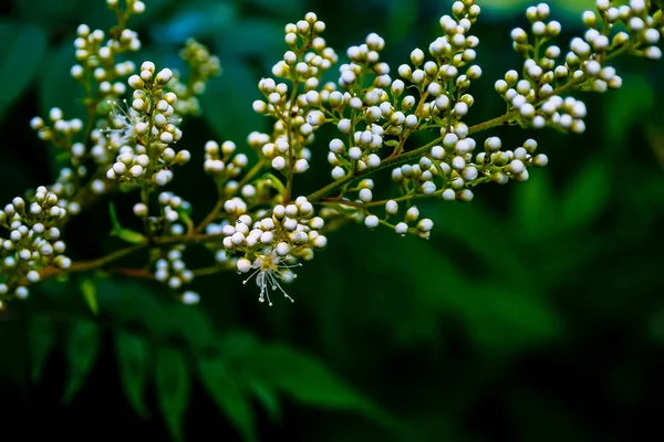 Inflorescence Forme Cône Aster Alpin Fleurs Non Soufflées Sous Forme — Photo