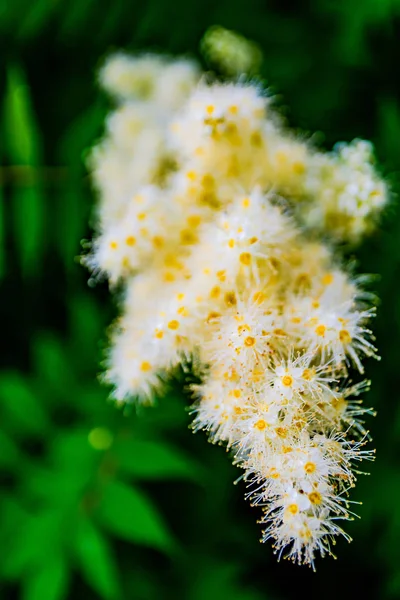锥形的高山亚斯特的花序 小白花长着雄鹿 蓬松和柔和的花序 模糊前景中花的背景和部分 铭文的可用空间 用作背景图像 — 图库照片