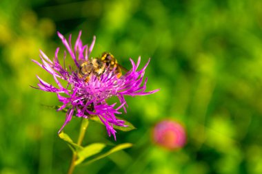 Narin yaprakları olan pembe bir çiçeğin üzerinde oturan bir arı. Bulanık arka plan. Güneşli bir yaz günü. Bir yazıt için boş alan.