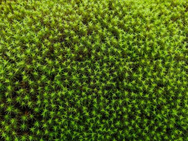 Kuzey tundranın çeşitli bitkileri. Küçük bitkiler, çiçekler ve yosunlar. Kuzey Kutbu 'nun eşsiz Flora' sı. Kuzey 'in yaz doğası. Arkaplan resimleri ve ekran koruyucuları.