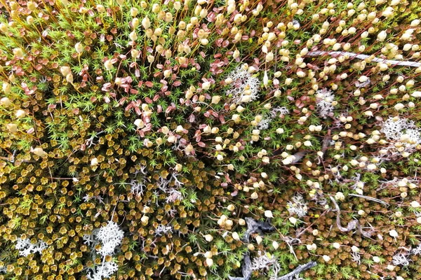 Vielfältige Vegetation Der Nördlichen Tundra Kleine Pflanzen Blumen Und Moose — Stockfoto