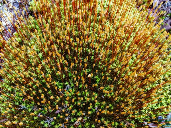 Різноманітна Рослинність Північної Тундри Маленькі Рослини Квіти Мохи Унікальна Флора — стокове фото