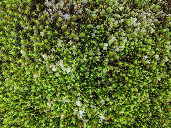 Diverse Vegetatie Van Noordelijke Toendra Kleine Planten Bloemen Mos Unieke — Stockfoto