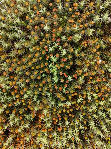Diverse Vegetatie Van Noordelijke Toendra Kleine Planten Bloemen Mos Unieke — Stockfoto