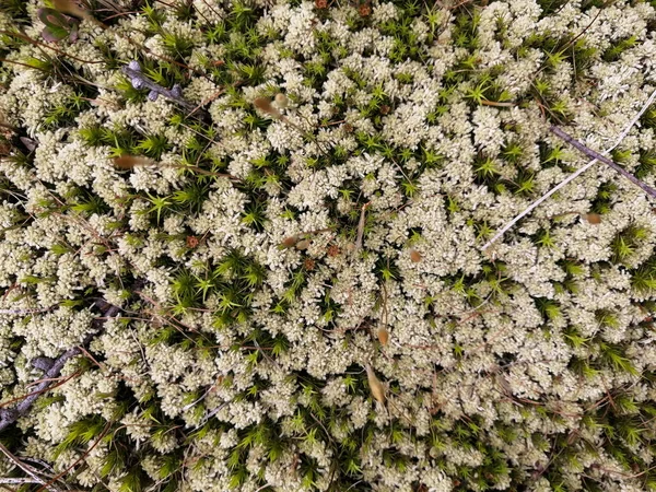 Vielfältige Vegetation Der Nördlichen Tundra Kleine Pflanzen Blumen Und Moose — Stockfoto