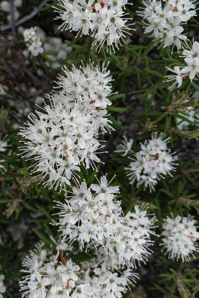 Small White Inflorescences Wild Rosemary Shrub Heather Family Genus Rhododendron — Stock Photo, Image