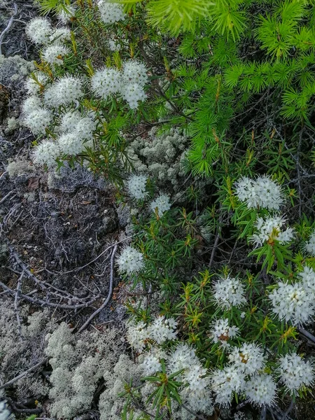 Małe Białe Kwiatostany Dzikiego Krzewu Rozmarynu Rodziny Wrzosowatych Rodzaju Rododendron — Zdjęcie stockowe