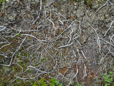 Kuzey tundra yüzeyindeki toprak, yosunlar, bitkiler ve kuru dallar. Arkaplan resmi, manzara yapısı. Kuzey Kutbu 'nun el değmemiş doğası.