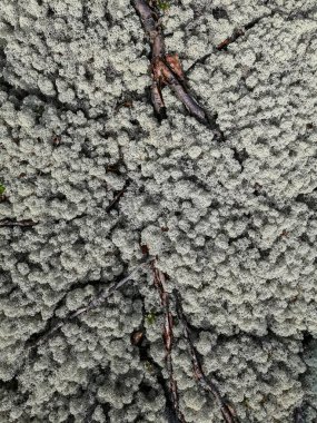 Kuzey tundra yüzeyindeki toprak, yosunlar, bitkiler ve kuru dallar. Arkaplan resmi, manzara yapısı. Kuzey Kutbu 'nun el değmemiş doğası.