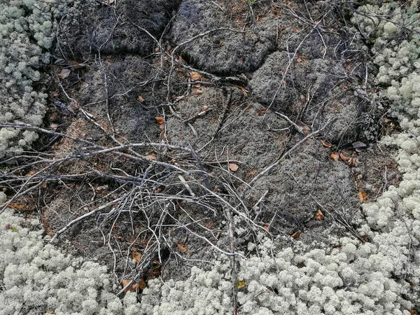 Gleba Mchy Rośliny Suche Gałązki Powierzchni Charakterystycznego Krajobrazu Północnej Tundry — Zdjęcie stockowe