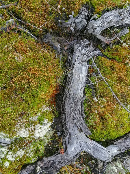 Bodem Mos Planten Droge Twijgen Het Oppervlak Van Het Karakteristieke — Stockfoto