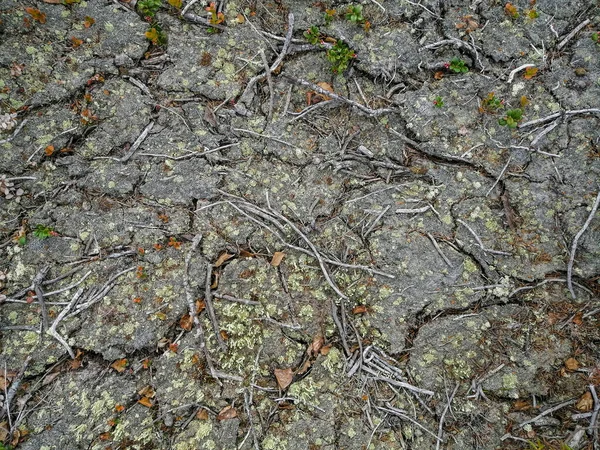 Boden Moose Pflanzen Und Trockene Zweige Auf Der Oberfläche Der — Stockfoto