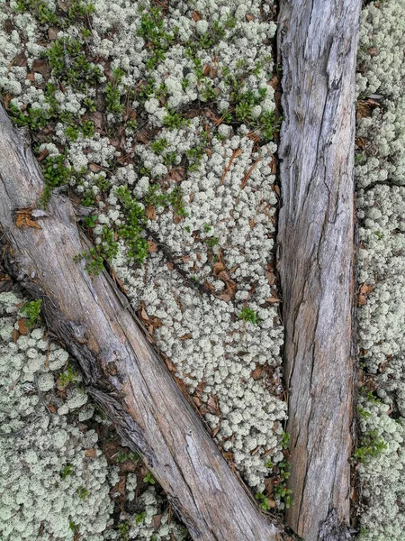 Solo Musgos Plantas Galhos Secos Superfície Paisagem Tundra Norte Característica — Fotografia de Stock