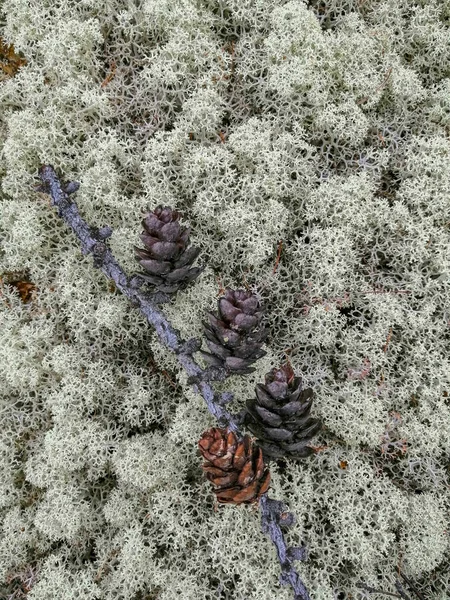 Gleba Mchy Rośliny Suche Gałązki Powierzchni Charakterystycznego Krajobrazu Północnej Tundry — Zdjęcie stockowe