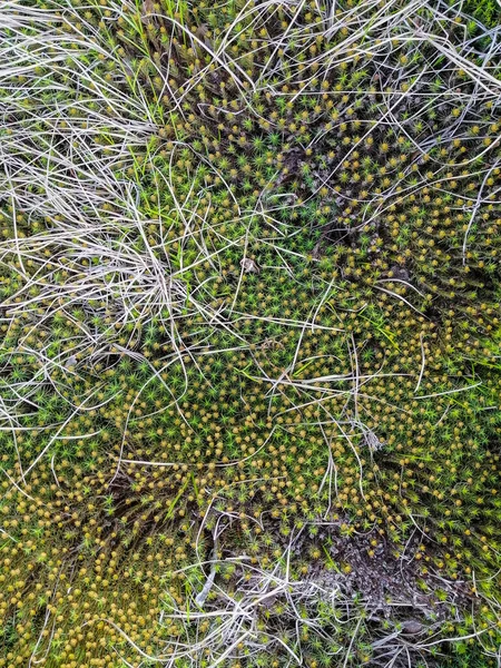 Bodem Mos Planten Droge Twijgen Het Oppervlak Van Het Karakteristieke — Stockfoto