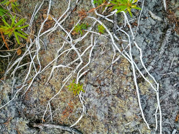 Talaj Moha Növények Száraz Ágak Jellegzetes Északi Tundrai Táj Felszínén — Stock Fotó