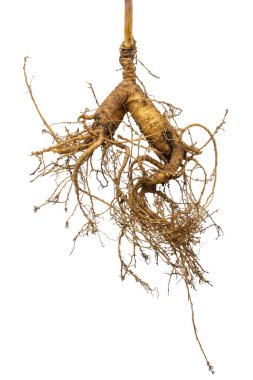 Şifalı bitkinin kökü ginseng. Beyaz arkaplandaki izole nesne. Canlılığın ve sağlığın sembolü.