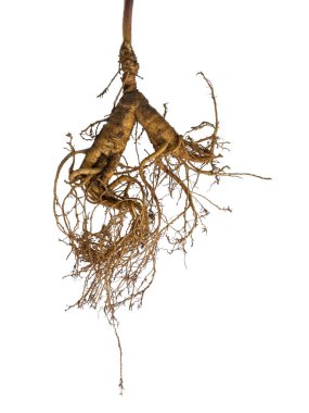 Şifalı bitkinin kökü ginseng. Beyaz arkaplandaki izole nesne. Canlılığın ve sağlığın sembolü.