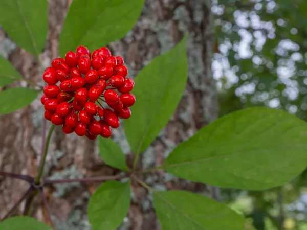 Röd Rundad Frukt Medicinalväxten Ginseng Bakgrunden Gröna Blad Ginseng Oskärpa — Stockfoto