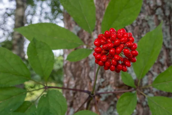 Ginzeng Gyógynövény Piros Lekerekített Gyümölcse Háttérben Zöld Levelek Ginseng Elmosódott — Stock Fotó