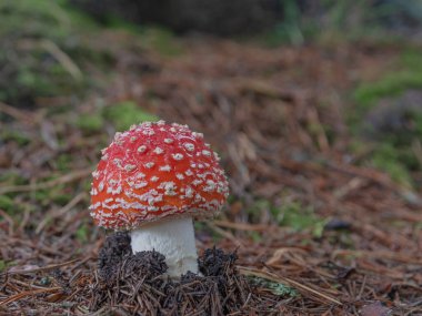 Orman zehirli mantar. Beyaz benekli güzel kırmızı şapkalı Amanita.