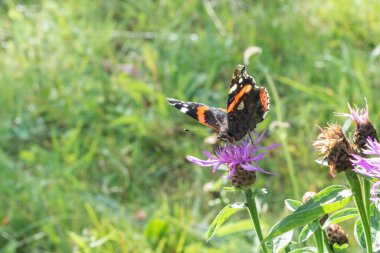 Koyu kanatlı bir kelebek pembe bir kır çiçeğinin üzerinde oturur. Yaz günü. Bulanık yeşil arkaplan