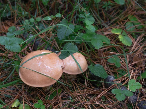 森の食用キノコ 茶色の光沢のあるキャップのある蝶 — ストック写真