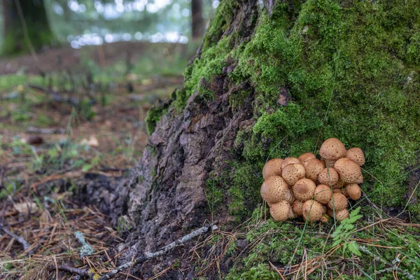 毒キノコの森 偽キノコは茶色の光沢のあるキャップが小さく 古い木の切り株で房に成長します — ストック写真