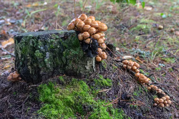 森の食用キノコ 蜂蜜キノコは茶色の光沢のあるキャップで小さく 古い木の切り株で房で成長します — ストック写真