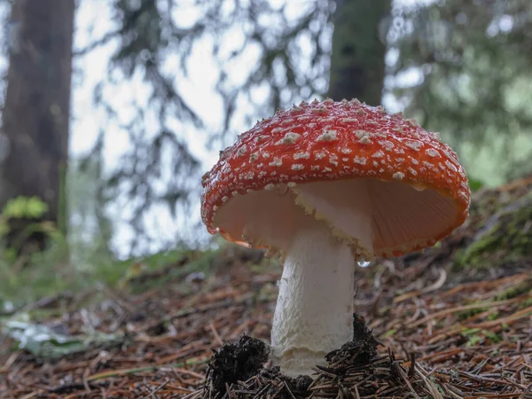Leśny Trujący Grzyb Amanita Pięknym Czerwonym Kapeluszu Białymi Plamkami — Zdjęcie stockowe
