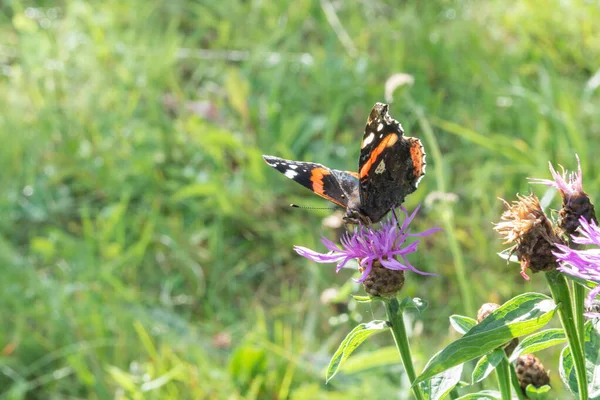 Koyu kanatlı bir kelebek pembe bir kır çiçeğinin üzerinde oturur. Yaz günü. Bulanık yeşil arkaplan