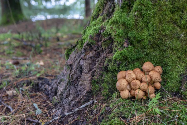 Forest poisonous mushrooms. False mushrooms are small with brown shiny caps, growing in bunches on an old tree stump — Stock Image Forest Poisonous Mushrooms False Mushrooms Small Brown Shiny Caps Growing Stock Picture