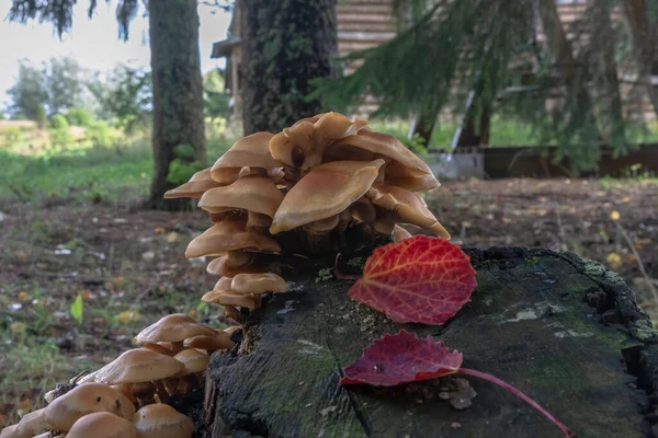 Forest edible mushrooms. Honey mushrooms are small with brown shiny caps, growing in bunches on an old tree stump — Stock Image Forest Edible Mushrooms Honey Mushrooms Small Brown Shiny Caps Growing Royalty Free Stock Photos