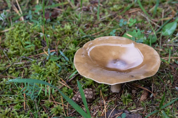 Cogumelo Floresta Cabeça Cogumelo Enche Água — Fotografia de Stock