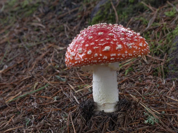 Forest Poisonous Mushroom Amanita Beautiful Red Hat White Spots — Stock Photo, Image