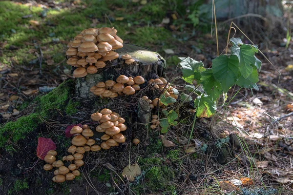 해로운 버섯은 것으로서 갈색의 모자를 가지고 있으며 그루터기에 옹기종기 자란다 — 스톡 사진