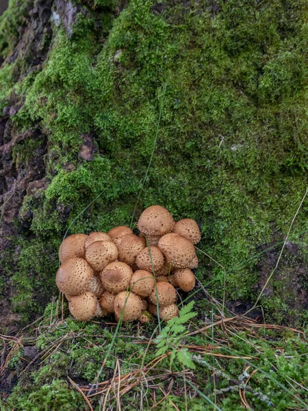Forest edible mushrooms. Honey mushrooms are small with brown shiny caps, growing in bunches on an old tree stump — Stock Image Forest Edible Mushrooms Honey Mushrooms Small Brown Shiny Caps Growing Royalty Free Stock Images