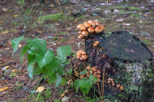 Forest edible mushrooms. Honey mushrooms are small with brown shiny caps, growing in bunches on an old tree stump — Stock Image Forest Edible Mushrooms Honey Mushrooms Small Brown Shiny Caps Growing Royalty Free Stock Images