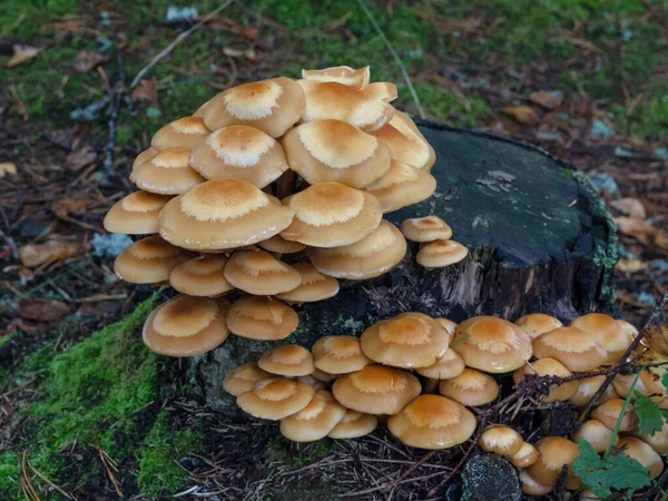 Forest poisonous mushrooms. False mushrooms are small with brown shiny caps, growing in bunches on an old tree stump — Stock Image Forest Poisonous Mushrooms False Mushrooms Small Brown Shiny Caps Growing Royalty Free Stock Images