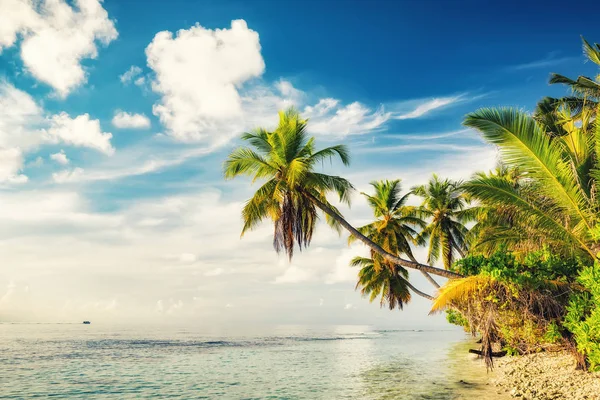 Palm trees on maldivian beach — Stock Photo, Image