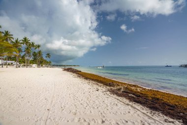 Punta Cana, Dominican Republic - June 17, 2018: sargassum seaweeds on the beaytiful ocean beach in Bavaro, Punta Cana, the result of global warming climate change. clipart