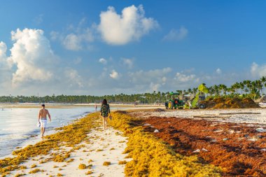 Punta Cana, Dominican Republic - June 17, 2018: sargassum seaweeds on the beaytiful ocean beach in Bavaro, Punta Cana, the result of global warming climate change. clipart