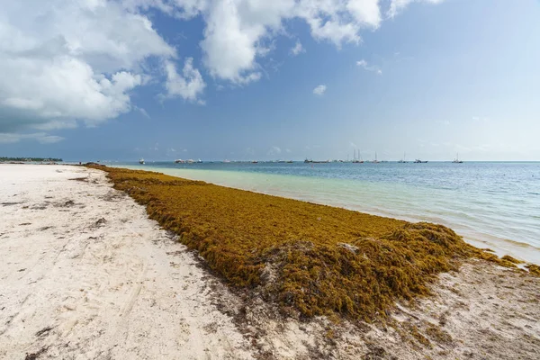 Punta Cana, Dominicaanse Republiek - 17 juni, 2018: sargassum zeewier op de beaytiful oceaan strand in Bavaro, Punta Cana, het resultaat van de wereldwijde opwarming van de aarde klimaat wijzigen. — Stockfoto
