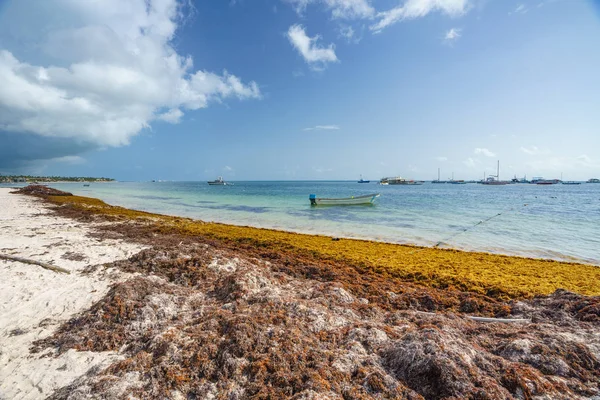 Punta Cana, Dominicaanse Republiek - 17 juni, 2018: sargassum zeewier op de beaytiful oceaan strand in Bavaro, Punta Cana, het resultaat van de wereldwijde opwarming van de aarde klimaat wijzigen. — Stockfoto