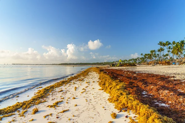 Punta Cana, República Dominicana - 17 de junio de 2018: algas sargassum en la playa beaytiful del océano en Bavaro, Punta Cana, el resultado del calentamiento global cambio climático . —  Fotos de Stock